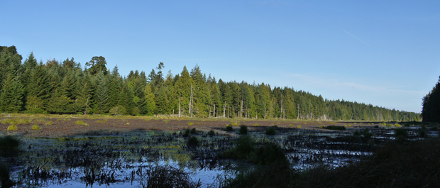 view of marsh