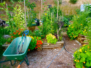 wheelbarrow in veg bed 300x