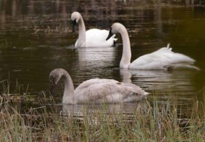 Trumpeter Swan, Cygnus buccinator