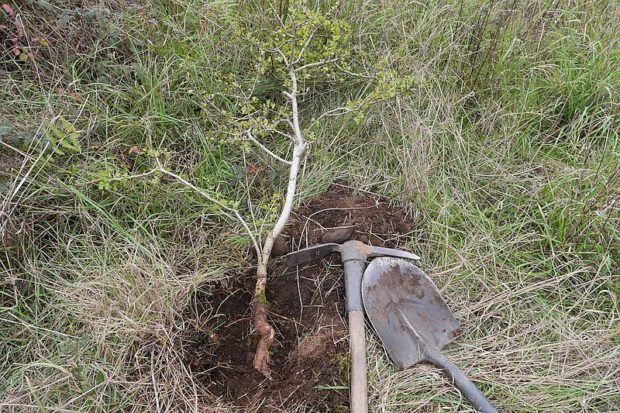 Invasive Plants Fall Campaign Day 7 - Denman Conservancy Association