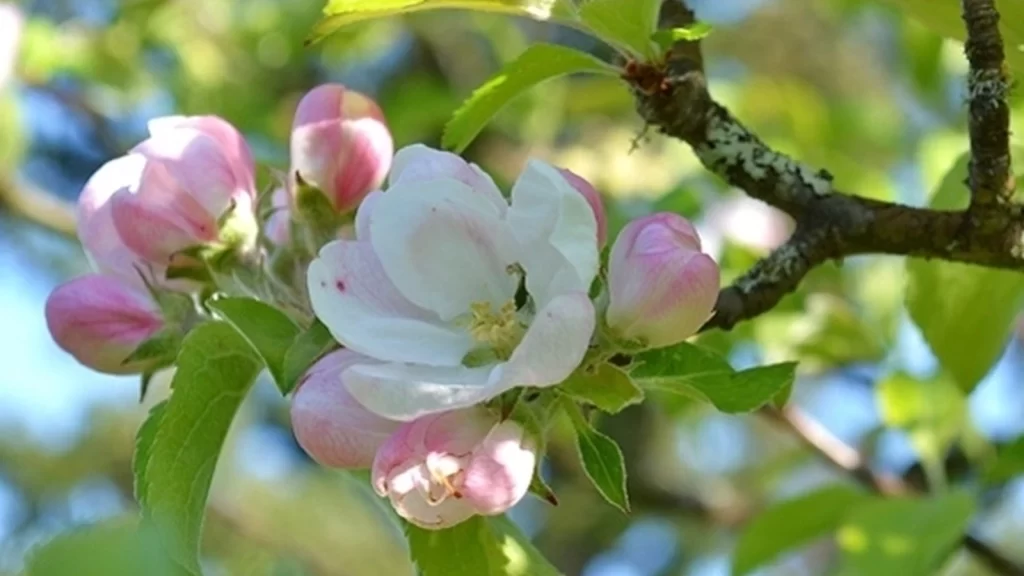 Apple Blossom Denman Island Home and Garden Tour