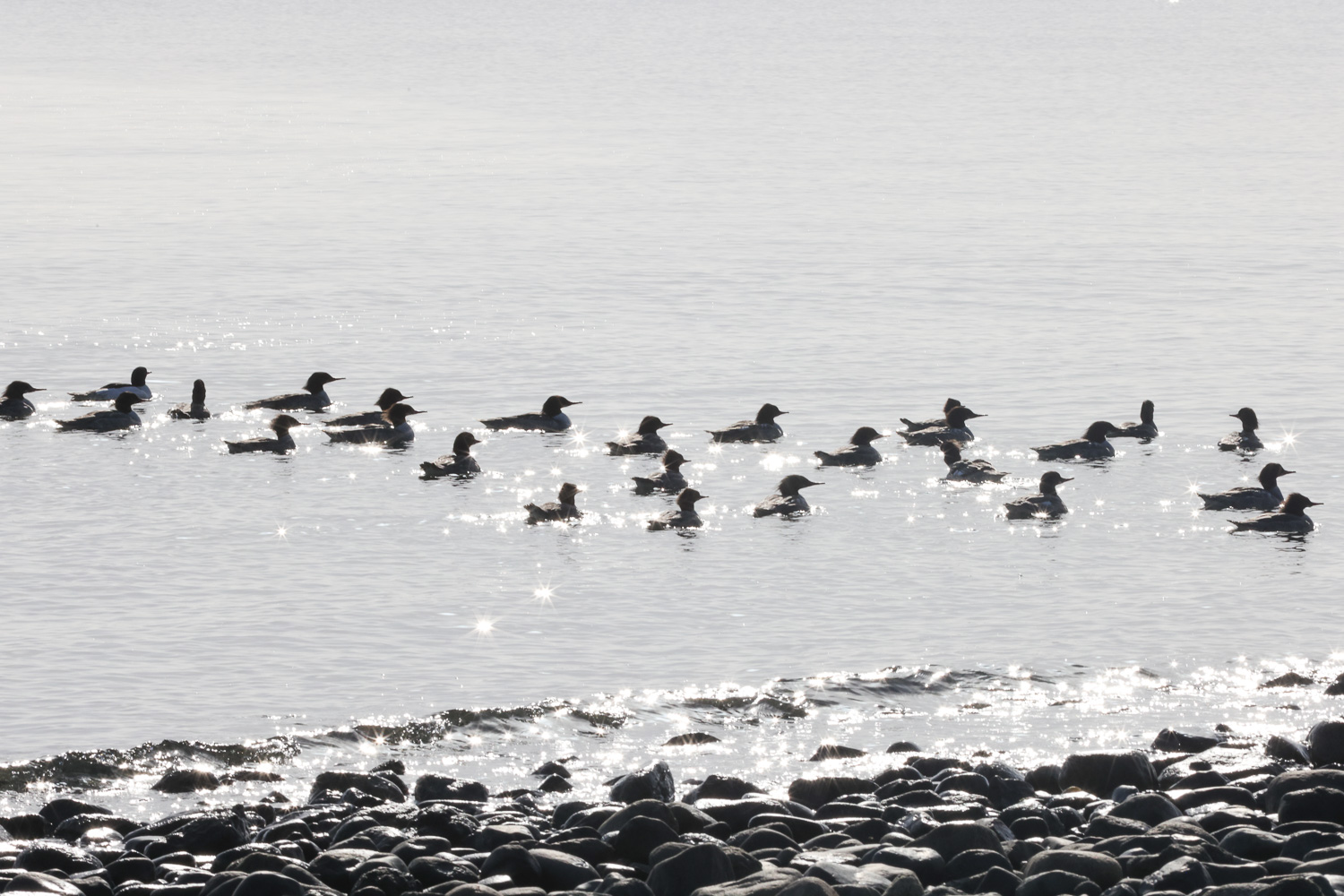 Flock of Mergansers