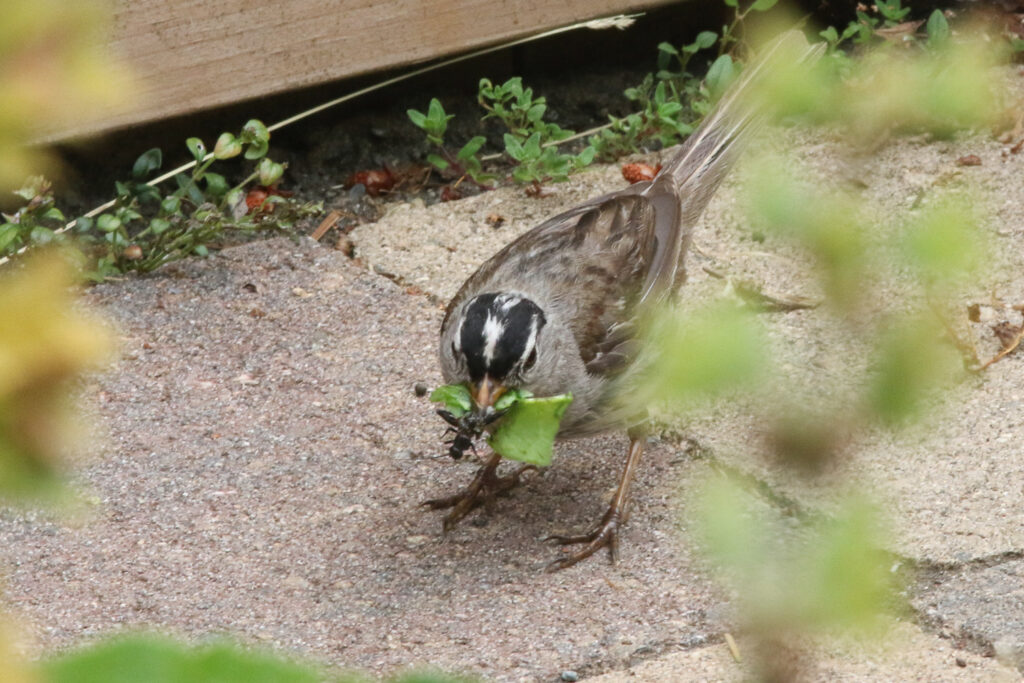 White-crowned Sparrow White-crowned Sparrow carrying insect wrapped in a leaf