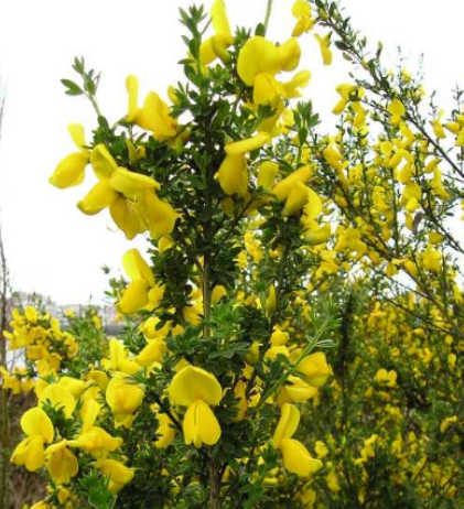 Broom