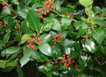 Holly