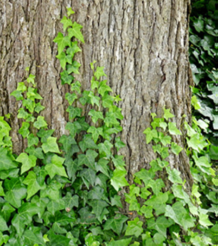Ivy