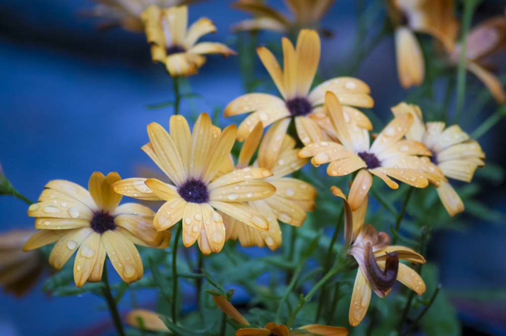 Osteospermum