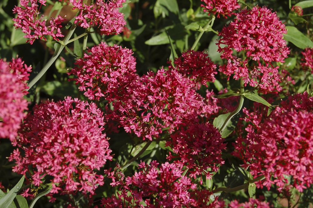 Centranthus