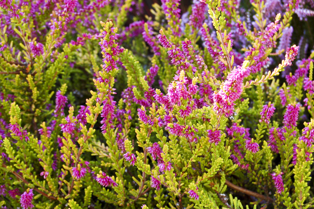 Summer Heather
