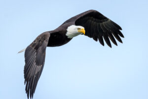 Bald Eagle
