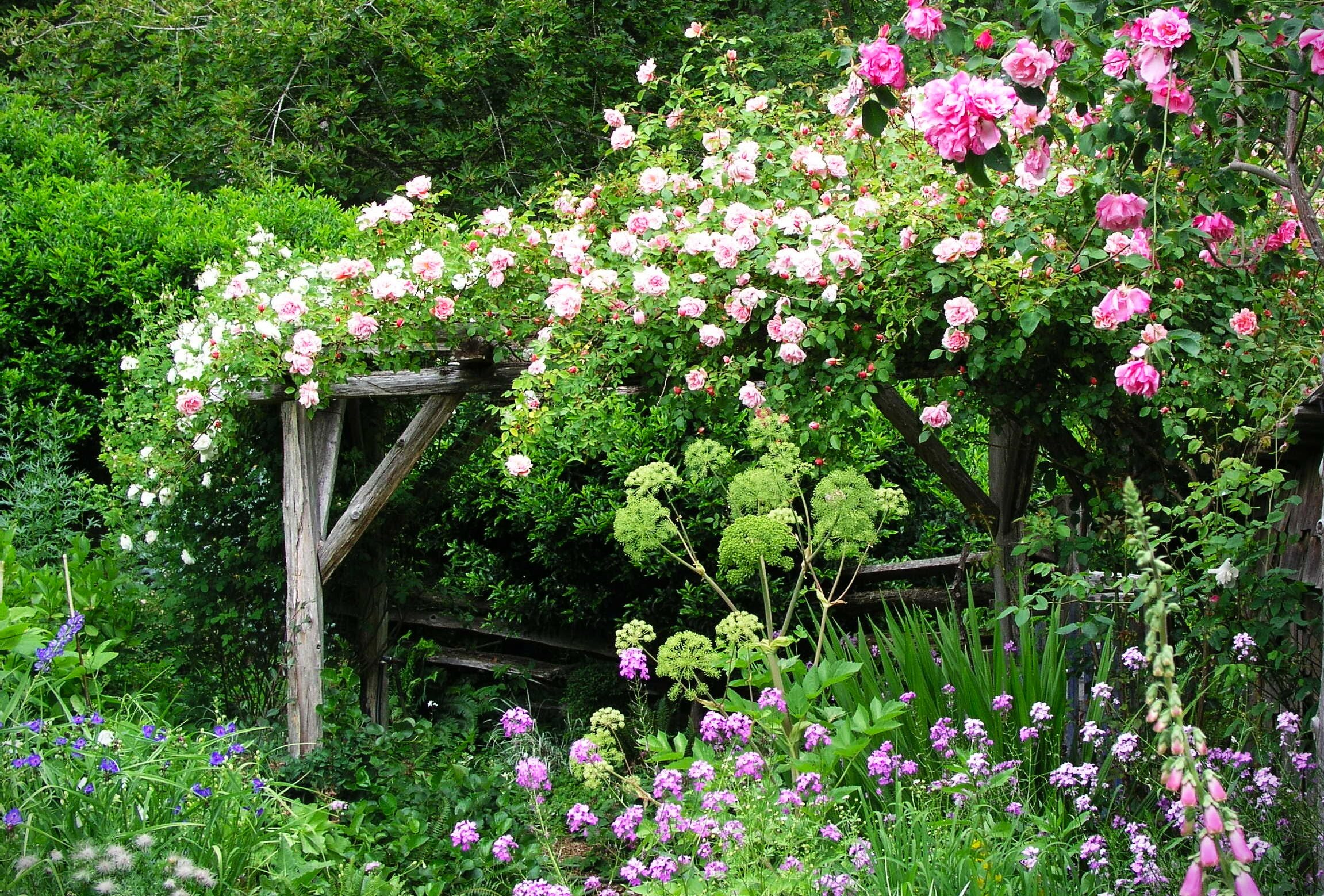 a rustic wooden trellis with white and pink flowers against a background of green leaves