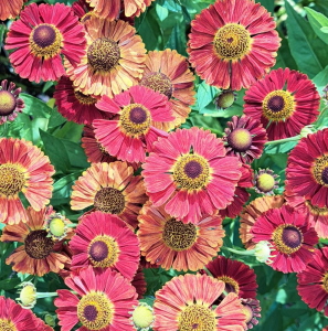 Brilliant orange and red Helenium flowers viewed from above