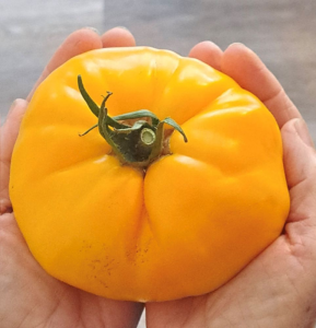 Two hands holding a large heirloom tomato