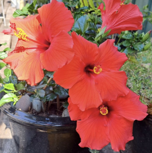 Red Hibiscus flowers in a pot on a patio