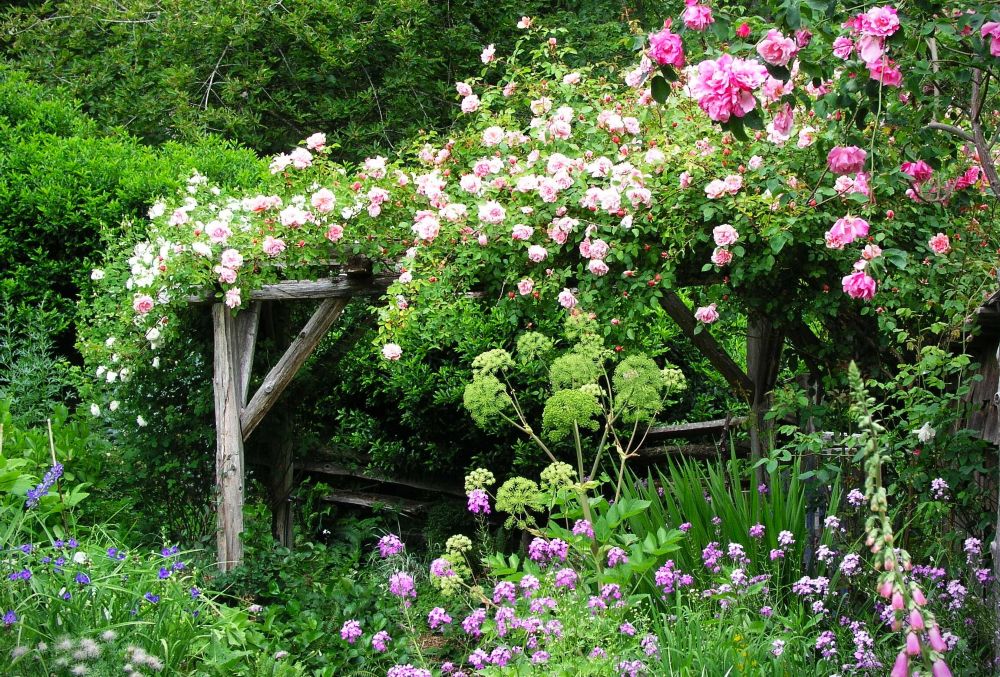 Pink and white roses scrambling over a rustic wooden archway