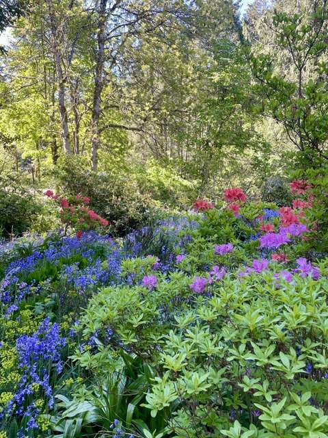 Bluebells, rhodo, forest beauty by AW